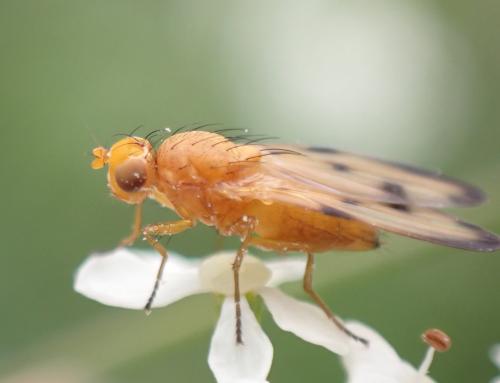 Réf. 285 167 : Toxoneura quinquemaculata